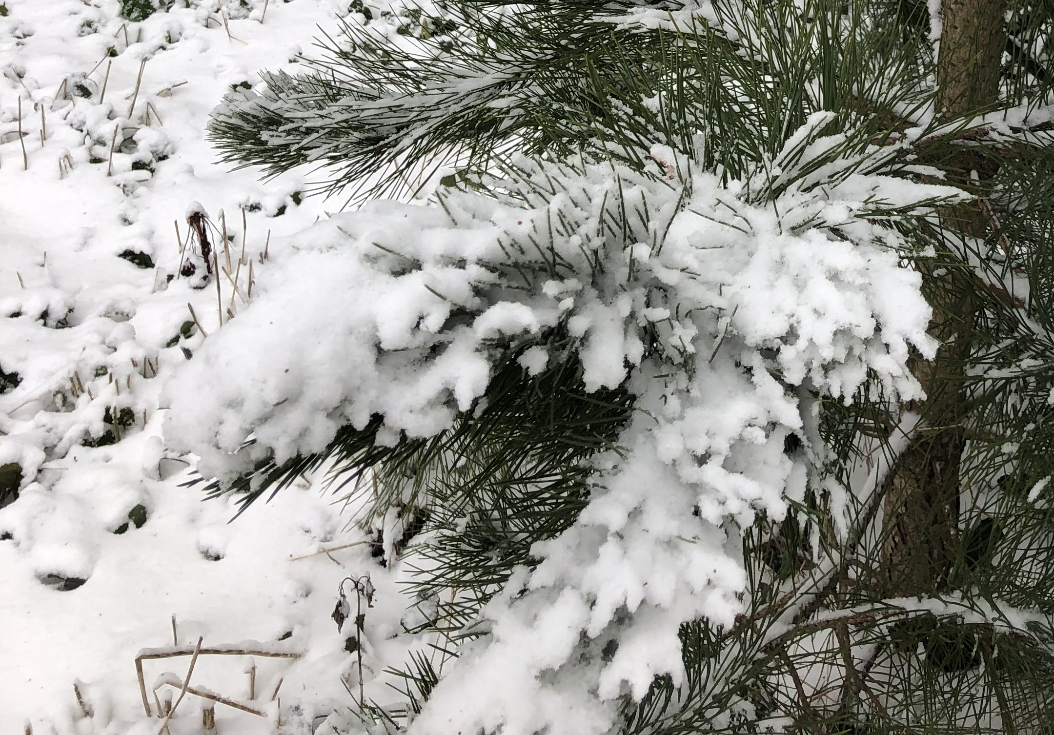 Storm Emma snow storm