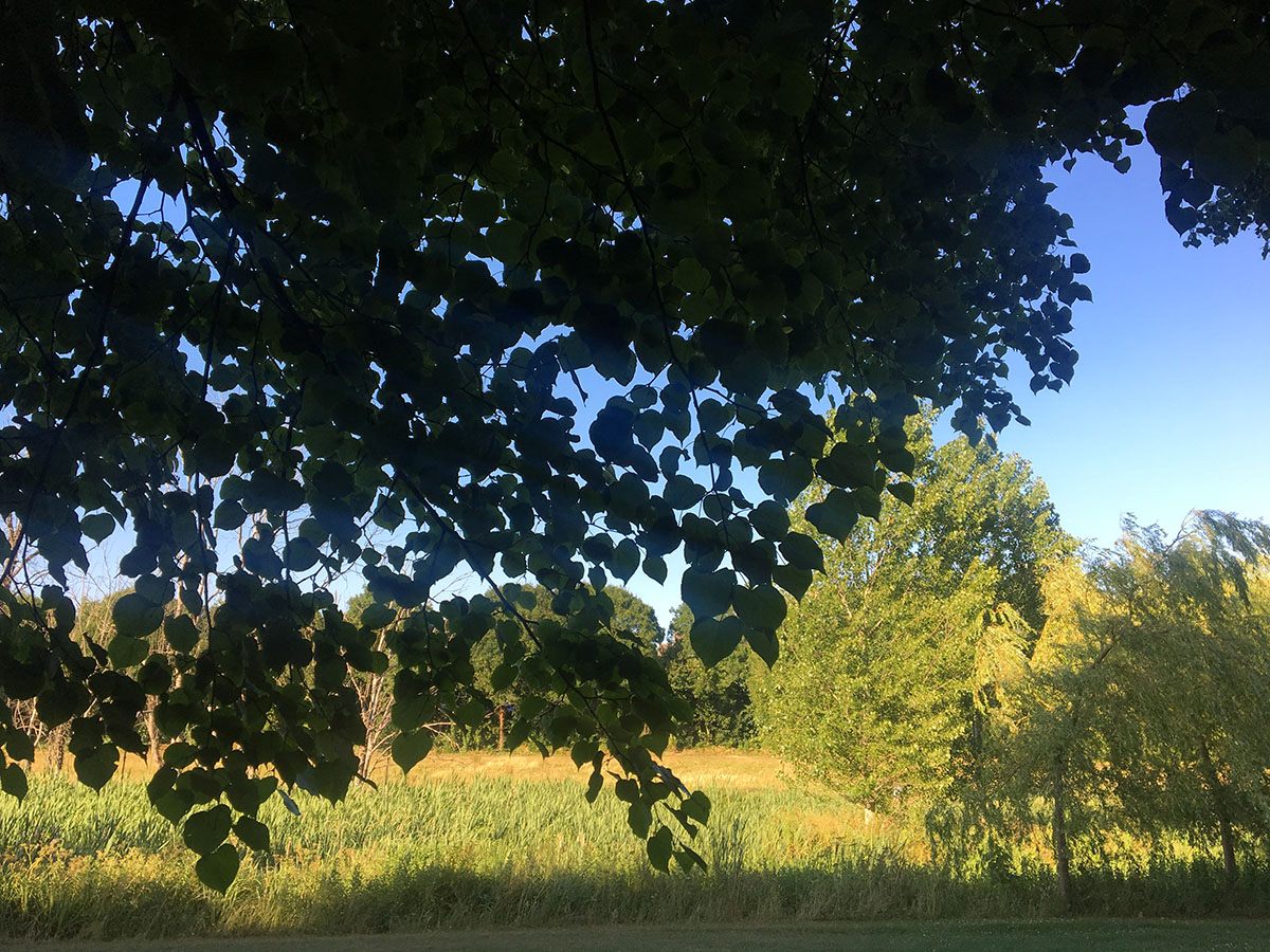 Wind in the trees, Kilbogget Park