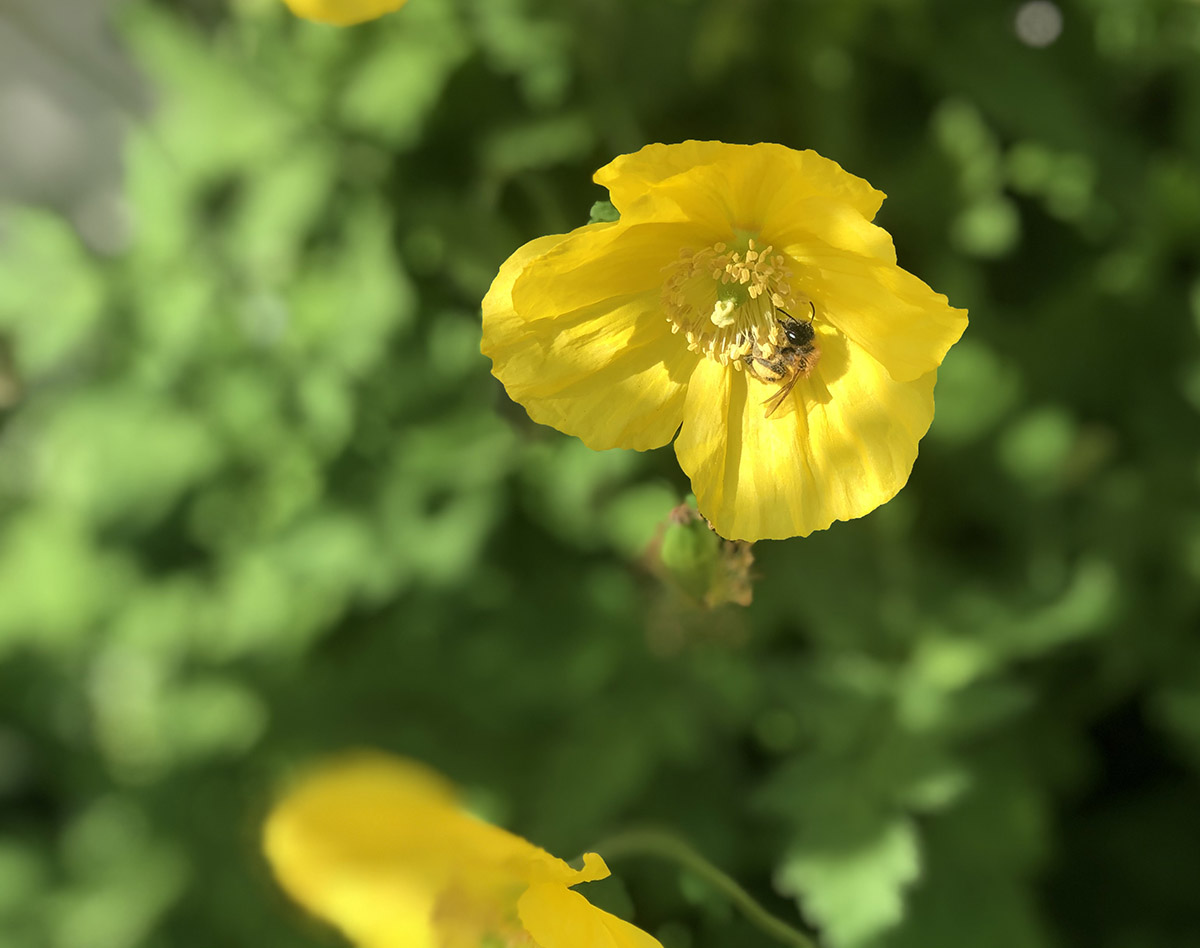 Garden Bees